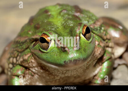 Knurren Grasfrosch Stockfoto