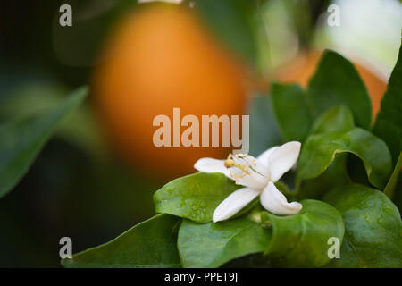 Nahaufnahme der weiße Blume Zitrone, Limette Blüte am Baum. Stockfoto