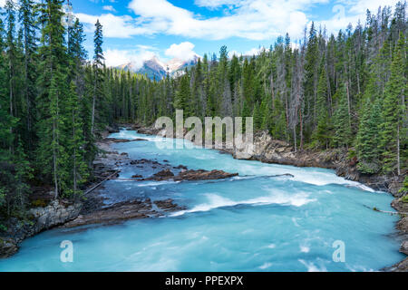 Türkis Gletscherfluss im Yoho National Park, British Columbia, Kanada Stockfoto