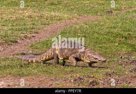 Krokodile haben manchmal lange Strecken wie wenn der Katuma Fluß trocknet während der langen, heißen trockenen Jahreszeit zu gehen. Oft Fahren bei Nacht Stockfoto