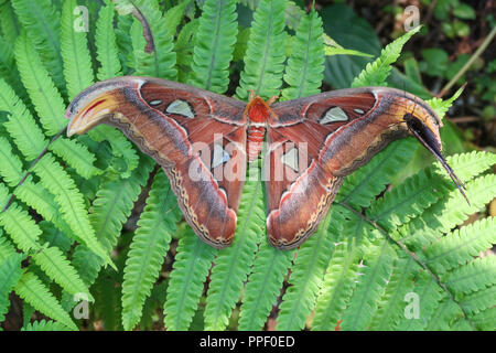 Der Atlas Moth sitzt auf einem Blatt. Er ist der Schmetterling mit dem größten Tragfläche in der Welt Stockfoto