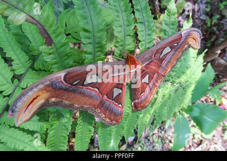 Der Atlas Moth sitzt auf einem Blatt der Farn. Er ist der Schmetterling mit dem größten Tragfläche in der Welt Stockfoto