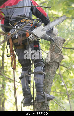 Man sägen ein Baum mit einer Kettensäge. Der Mann ist das Tragen von Sicherheitsausrüstung Kleidung Stockfoto