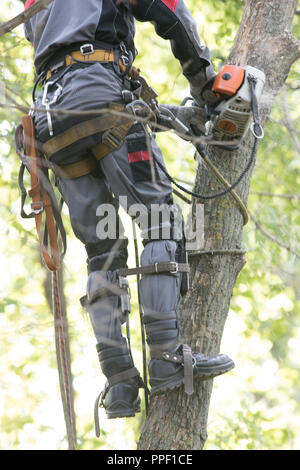 Man sägen ein Baum mit einer Kettensäge. Der Mann ist das Tragen von Sicherheitsausrüstung Kleidung. Nahaufnahme Stockfoto