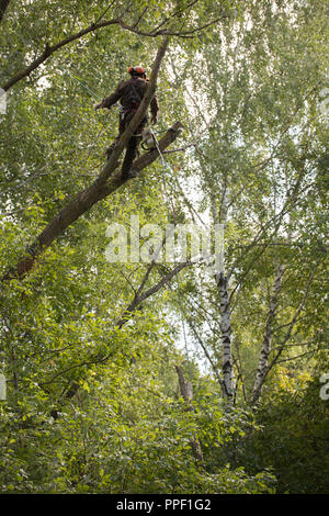 Man steht auf einem Baum mit Seilen. Der Mann ist das Tragen von Sicherheitsausrüstung Kleidung Stockfoto