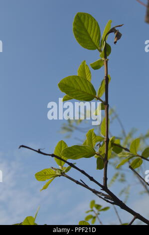 Grüner Baum, Blätter, BD, schönen Baum Stockfoto