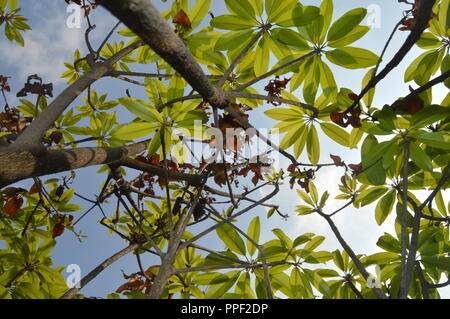 Grüner Baum, Blätter, BD, schönen Baum Stockfoto