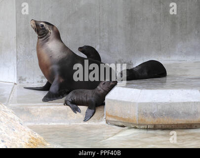 Drei California sea lion Babys im Tierpark Hellabrunn in München. Stockfoto