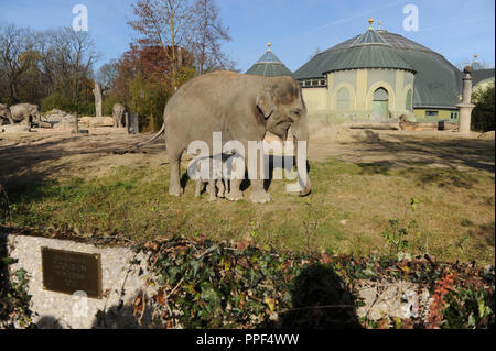 Mutter Elefant Panang mit ihren elf Tage alte Elefant Mädchen bei Ihrem ersten Spaziergang im Freigehege der Tierpark Hellabrunn in München. Stockfoto