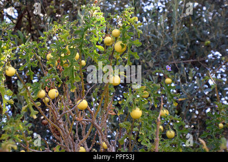 Solanum linnaeanum Strauch mit reife, gelbe Früchte im Spätsommer in Sardinien, sehr giftig Tomate Pflanze mit großen gelben Dornen und lila Blüten Stockfoto
