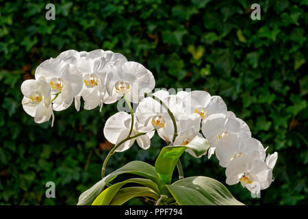 Weiße Orchidee, manchmal „Moth“-Orchidee genannt. Phalaenopsis Hybrid. Stockfoto