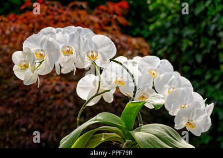 Weiße Orchidee manchmal „Moth“ Orchidee genannt. Phalaenopsis Hybrid. Stockfoto