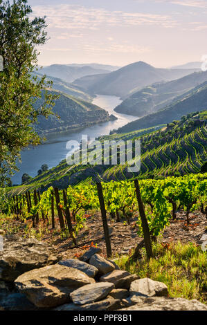 Das Douro Tal in der Nähe von Noain Stockfoto