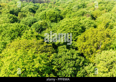 Bild einer Luftaufnahme der Buche auf Rügen, Deutschland Stockfoto