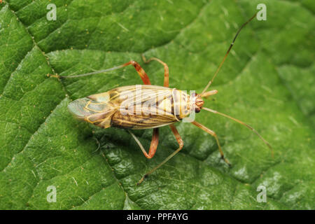 Dorsalansicht SSer Eiche Bug (Rhabdomiris Striatellus) am Dornbusch. Tipperary, Irland Stockfoto