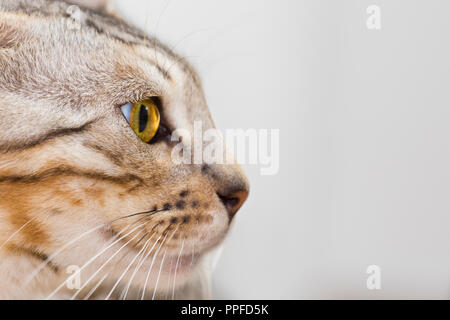 Seitenansicht Portrait von schönen männlichen Bengalkatze Kitten mit tollen gelben Augen Stockfoto