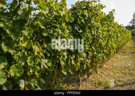 Weine in einem Weinberg kurz vor der Ernte mit Büscheln aus weißen Trauben nach unten hängen Stockfoto