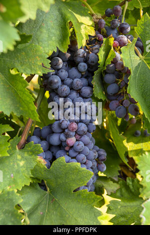 Trauben von reifen roten Trauben auf Reben im Weinberg kurz vor der Ernte beginnt Stockfoto