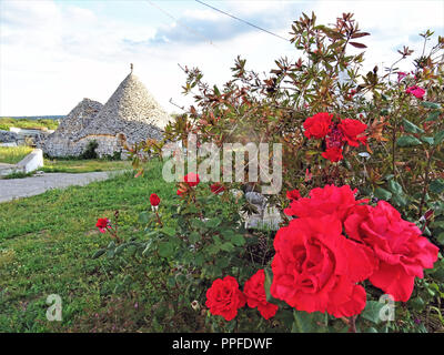 Alte Trulli, traditionelle sehr alte Häuser mit roten Rosen und anderen aromatischen Pflanzen in Apulien, Italien Stockfoto