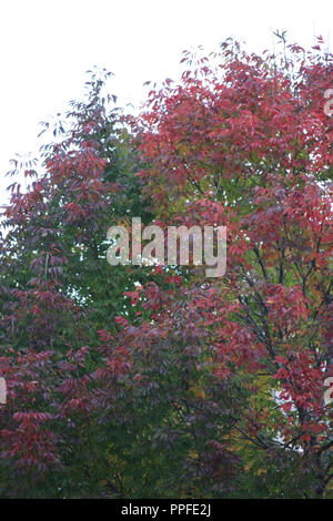 Weiß Esche Baum mit Blättern ändern bis leuchtend rot im frühen Herbst Stockfoto