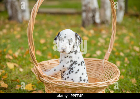 Dalmatiner Welpe mit schwarzen Flecken in einem Korb stehend. lustige, nette, kleine, schöne junge Dalmatiner Hund oder Hund für einen Spaziergang im Herbst wartet. Dalmatiner Welpe zu Fuß außerhalb. Platz kopieren Stockfoto