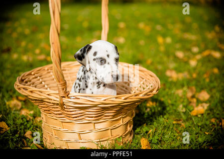 Dalmatiner Welpe in einem Korb vor der herbstlichen Natur Hintergrund sitzen. niedlichen kleinen Hund in einem Weidenkorb im herbstlichen Garten outdoor. fünf Wochen alt. Platz kopieren Stockfoto