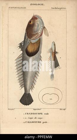 Stargazer, unfreundlich, Uranoscope Uranoscopus scaber und Callionyme dragonet, petit, Callionymus Lyra. Papierkörbe Kupferstich Walze Gravur von JUSSIEU's 'Dictionnaire des Sciences Naturelles' 1816-1830. Die Volumes auf Fische und Reptilien wurden von Hippolyte Cloquet, Historikerin und Doktor der Medizin bearbeitet. Illustration von J.G. Pretre, gestochen von Plee, unter der Regie von Turpin, und von F. G. Levrault veröffentlicht. Jean Gabriel Pretre (17801845) war Maler der Naturgeschichte an der Kaiserin Josephine Zoo und wurde später Künstler im Museum für Naturkunde. Stockfoto