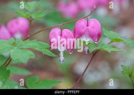 Zwei rosa herzförmigen Rosa blutende Herz Blumen stehen, sich gegen ihre grünen Blätter. Ein Tropfen Morgentau Hang unterhalb der Blüte. Stockfoto