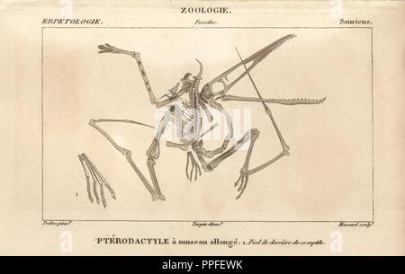 Skelett einer Pterodactylus, eine ausgestorbene fleischfressende fliegende Reptilien von der Jurazeit Ära. Kupferstich Walze Gravur von JUSSIEU's 'Dictionnaire des Sciences Naturelles' 1816-1830. Die Volumes auf Fische und Reptilien wurden von Hippolyte Cloquet, Historikerin und Doktor der Medizin bearbeitet. Illustration von J.G. Pretre, gestochen von Massard, unter der Regie von Turpin, und von F. G. Levrault veröffentlicht. Jean Gabriel Pretre (17801845) war Maler der Naturgeschichte an der Kaiserin Josephine Zoo und wurde später Künstler im Museum für Naturkunde. Stockfoto