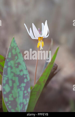 Eine weiße Forelle Lily von seinem Schutz gefleckte grüne Blätter umgeben. Die strahlend weiße Blütenblätter Aufstieg bis zu offenbaren es auffällige Stempel und staubgefäße. Stockfoto