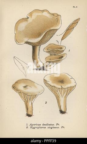 Samtig-Pilz, Agaricus dealbatus 1, Elfenbein und Kappen, Hygrophorus virgineus 2. Chromolithograph für eine Illustration von Mordecai Cubitt Cooke von "schlicht und einfach der Britischen Pilze, "Robert Hardwicke, London 1862. Cooke (1825-1914) war ein englischer Botaniker und Mykologe, der Indien Museum und dem Botanischen Garten in Kew gearbeitet. Stockfoto