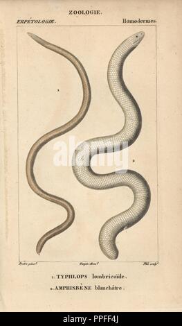 Gebrechliche caecilian, Caecilia aus Buchsbaumholz lumbricoidea, typhlops lombricoide, Typhlops lumbricalis und roten Wurm Eidechse, amphisbene Amphisbaena blanchatre, Alba. Papierkörbe Kupferstich Walze Gravur von JUSSIEU's 'Dictionnaire des Sciences Naturelles' 1816-1830. Die Volumes auf Fische und Reptilien wurden von Hippolyte Cloquet, Historikerin und Doktor der Medizin bearbeitet. Illustration von J.G. Pretre, gestochen von Plee, unter der Regie von Turpin, und von F. G. Levrault veröffentlicht. Jean Gabriel Pretre (17801845) war Maler der Naturgeschichte an der Kaiserin Josephine Zoo und wurde später Künstler zum Museum Stockfoto