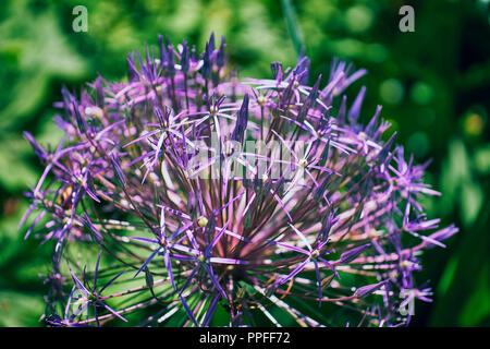 Blühender Lauch, alium, im Garten Stockfoto