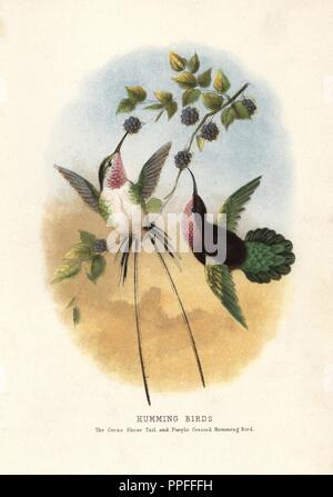 Peruanische elizakolibri, Thaumastura Cora, und Lila-throated Carib, Eulampis jugularis. Chromolithograph von unbekannter Künstler/Stecher von Maria und Elisabeth Kirby's "schöne Vögel in Far-Off landet, "T.Nelson, London, 1872. Mary Kirby (1817-1893) und Elizabeth Kirby (1823-1873) wurden zwei viktorianischen Schwestern, die viele natürliche Geschichte Bücher für Kinder schrieb. Stockfoto