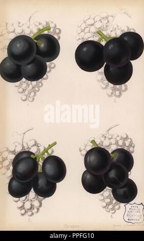 Rebsorten: Schwarz Hamburg und Gros Colman, Vitis vinifera. Durch G. Chromolithograph Severeyns, Brüssel, von der "Die Floristen und Pomologist" Robert Hogg, London, von 1878 bis 1884 veröffentlicht. 251 Handkolorierte und chromolithographic Platten von Obst und Blumen. Von Walter Hood Fitch, Miss E. in der Regel, und J.L. Macfarlane, Lithographiert von G. Severeyns und Stroobant, Belgien gezeichnet. Stockfoto