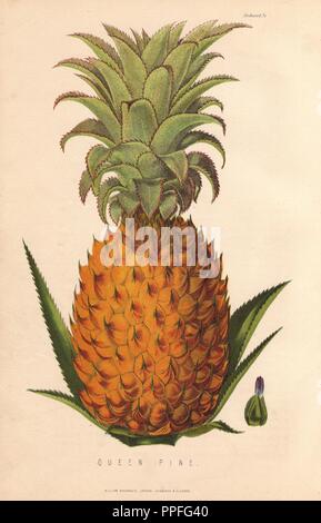 Reife Früchte und Blätter der Königin Kiefer, Ananas sativus. Papierkörbe Lithographie von unbekannter Künstler von James Anderson's "Die neuen praktischen Gärtner", Glasgow, 1872. Anderson war der Bateman Goldmedaillengewinner der Royal Horticultural Society. Stockfoto