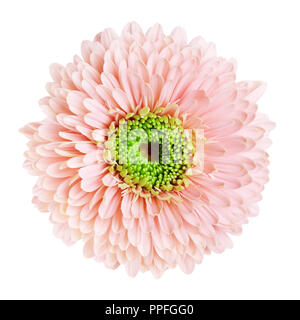 Rosa Gerbera daisy flower, auf weißem Hintergrund Stockfoto