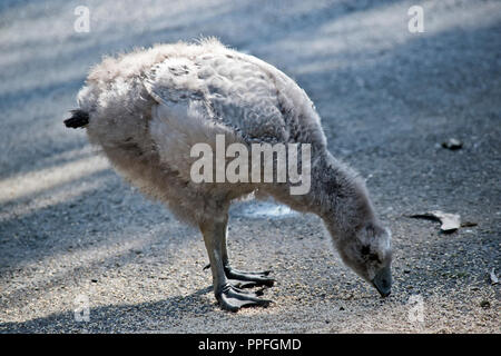 Die Cape Barren gosling ist auf der Suche nach Essen Stockfoto