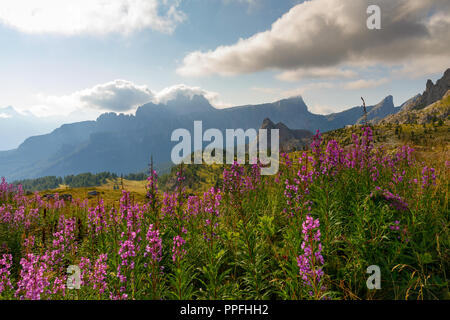 Alpine Landschaft. Im Vordergrund Rosa Berge Blumen, das Tal mit dem Pinienwald. Im Hintergrund das Bergmassiv Croda da Lago, Ital Stockfoto