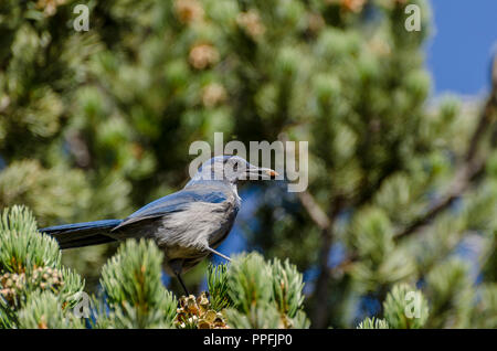 Woodhouse ist Scrub-Jay (Aphelocoma woodhouseii) mit Saatgut in den Schnabel auf Pine Tree Branch. Stockfoto