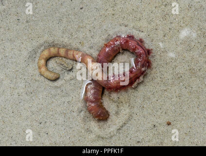 Wattwurm (Arenicola marina), wattengebiet an der Nordseeküste, Schleswig-Holstein, Deutschland Stockfoto