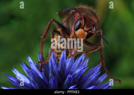 Europäische Hornisse (Vespa crabro) sitzt auf Blue China Aster (Callistephus chinensis), Deutschland Stockfoto