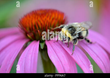 Hummel (BOMBUS) auf einer Blüte von Purple Cone Flower (Echinacea purpurea), Deutschland Stockfoto