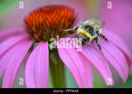Hummel (BOMBUS) auf einer Blüte von Purple Cone Flower (Echinacea purpurea), Deutschland Stockfoto