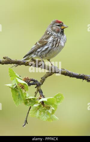 Arktis Redpoll (Acanthis hornemanni), erwachsenen Vogel auf einem Zweig, Varanger, Finnmark, Norwegen sitzen Stockfoto