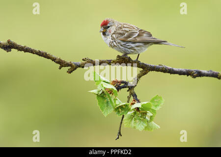 Arktis Redpoll (Acanthis hornemanni), erwachsenen Vogel auf einem Zweig, Varanger, Finnmark, Norwegen sitzen Stockfoto