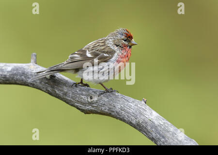 Arktis Redpoll (Acanthis hornemanni), erwachsenen Vogel auf einem Zweig, Varanger, Finnmark, Norwegen sitzen Stockfoto