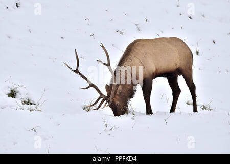 Eine große Bull elk wandern und die Nahrungssuche auf einem schneebedeckten Hang in ländlichen Alberta, Kanada. Stockfoto