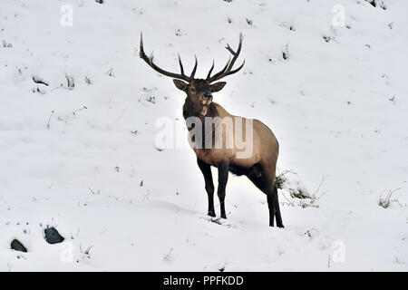 Eine große Bull elk (Cervus elaphus); stehend auf einem schneebedeckten Hang in ländlichen Alberta, Kanada. Stockfoto