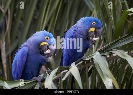 Hyazinthe Aras (Anodorhynchus hyacinthinus) Ernährung auf einer Palme Wedel in Porto Jofre, Mato Grosso, Pantanal, Brasilien Stockfoto